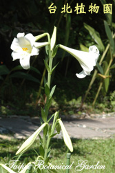 糙莖麝香百合，整株的圖片