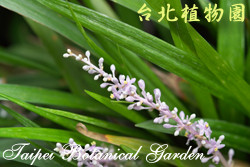 闊葉麥門冬，花朵的圖片