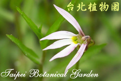 半邊蓮，花朵的圖片