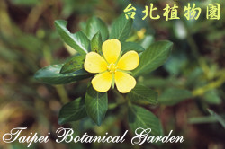 臺灣水龍，花的圖片