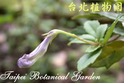 石吊蘭，花朵的圖片