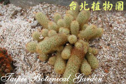金手指，葉子的圖片
