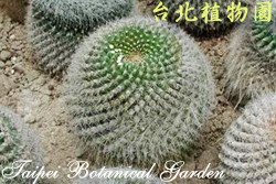 玉翁，葉子的圖片