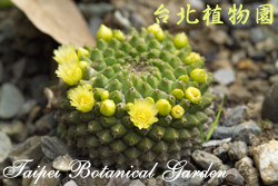 金洋丸，花朵與果實的圖片