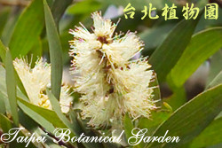 白千層，花朵的圖片