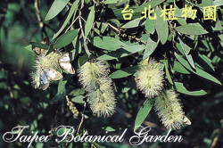 白千層，花朵的圖片