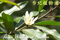 烏心石，花朵與葉子的圖片