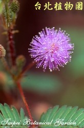 含羞草，花朵的圖片