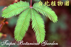 Mimosa pudica L.???