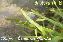 竹節蓼，葉子的圖片