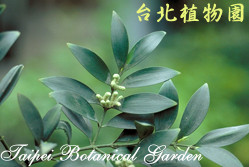 竹柏，葉子的圖片