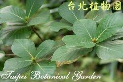 欖仁舅，葉子的圖片