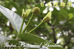 欖仁舅，花瓣與果實的圖片