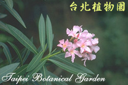 夾竹桃，花朵的圖片