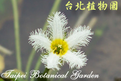 小杏菜，花朵的圖片