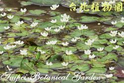 龍骨瓣莕菜，花朵與葉子的圖片