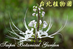 貓鬚草，花朵的圖片