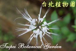 貓鬚草，花朵的圖片