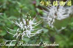 貓鬚草，花朵的圖片