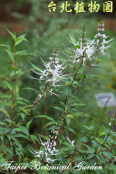 貓鬚草，花朵與葉子的圖片
