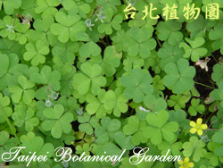 黃花酢漿草，葉子的圖片