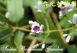 雞屎藤，花的圖片