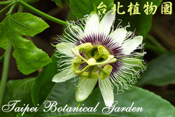 百香果，花朵的圖片