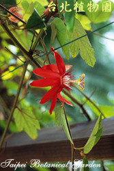 艷紅西番蓮，花朵與葉的圖片