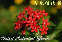 繁星花，花朵的圖片(特寫)