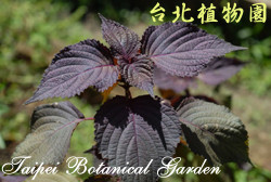 紫蘇，葉子的圖片(特寫)