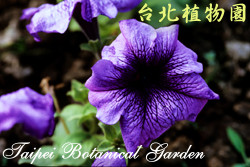 矮牽牛，花的圖片