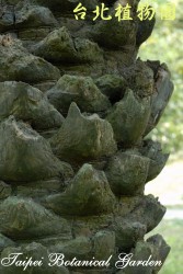 臺灣海棗，樹幹的圖片(局部)