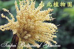 非洲海棗，花的圖片