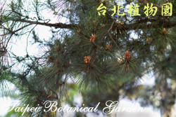 琉球松，葉子與花的圖片
