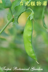 豌豆，果實的圖片