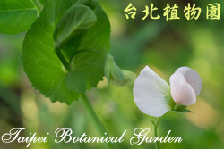 豌豆，花朵的圖片