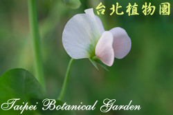 豌豆，花朵的圖片