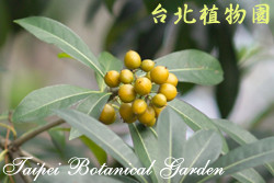 臺灣海桐，果實與葉的圖片