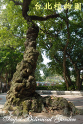 金龜樹，樹的圖片