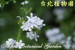 藍雪花，花朵的圖片