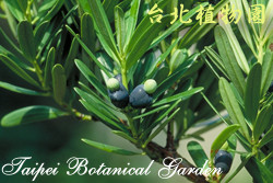 蘭嶼羅漢松，果實與葉子的圖片
