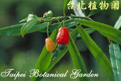 叢花百日青，果實與葉子的圖片