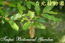 雞爪樹，葉子的圖片