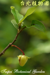 雞爪樹，花朵的圖片