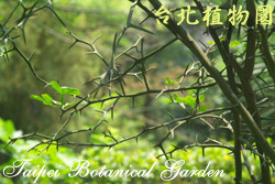 枸橘，樹的圖片