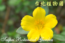 馬齒牡丹，花朵的圖片