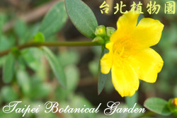 馬齒牡丹，花朵的圖片