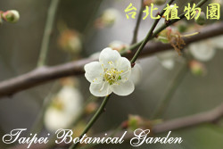 梅，花朵的圖片