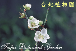 梅，花的圖片