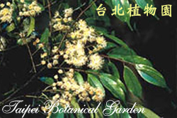 黑星櫻，花朵與葉的圖片